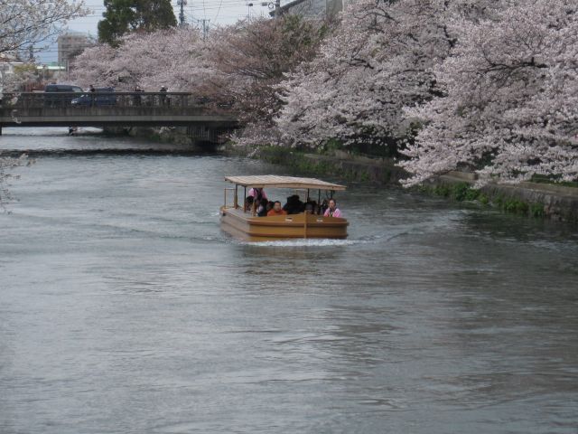 桜【琵琶湖疏水】