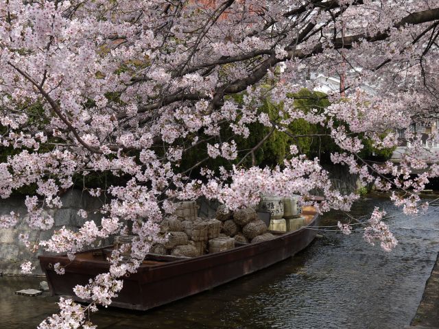 桜【高瀬川】