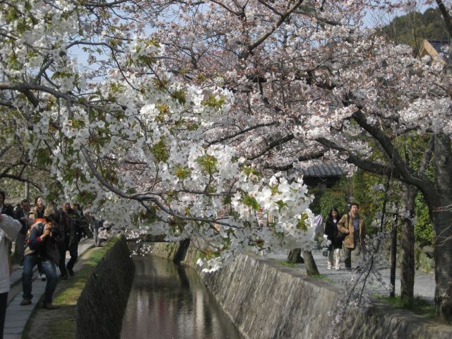 桜【哲学の道】