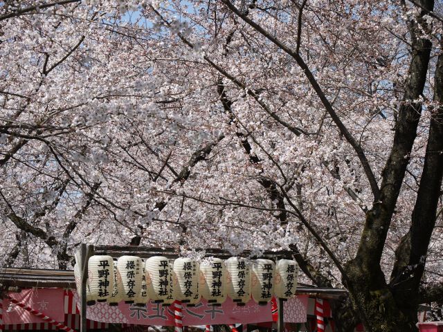 桜【平野神社】