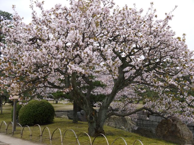 桜【二条城庭園】