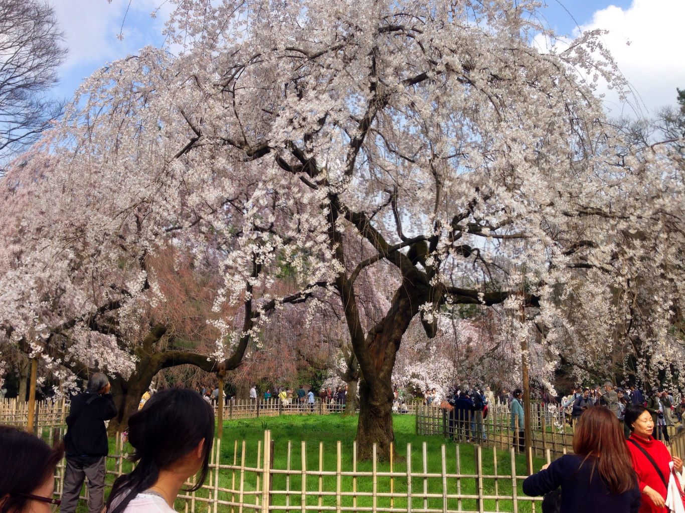 近衛邸枝垂れ桜