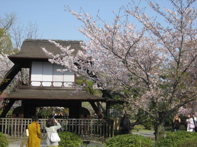 桜【枳殻邸】