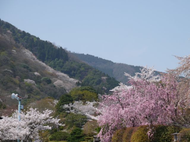 桜【嵐山】