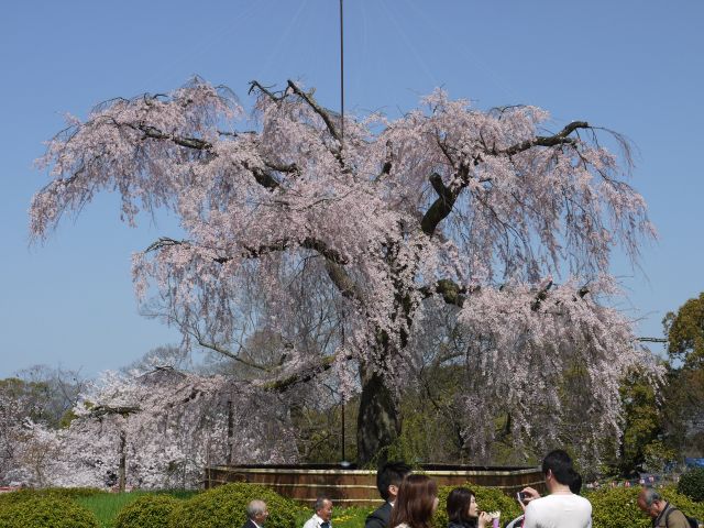 枝垂れ桜【円山公園】