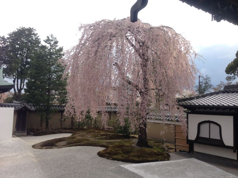 高台寺桜
