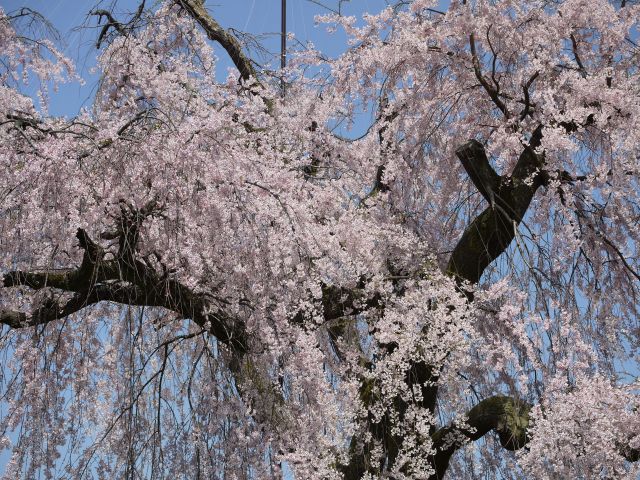 枝垂れ桜2012-4-12