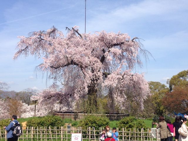 枝垂れ桜2014-4-3